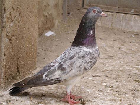 Pakistani Tipplers (Kabootar Baaz) | UK & USA Pigeons | Fancy Pigeons | Racing Pigeons |: Almari ...