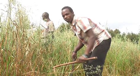 Ever heard of Oats farming? This is why you need to give it a try