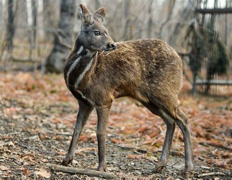 Musk deer | Size, Diet, Habitat, & Facts | Britannica