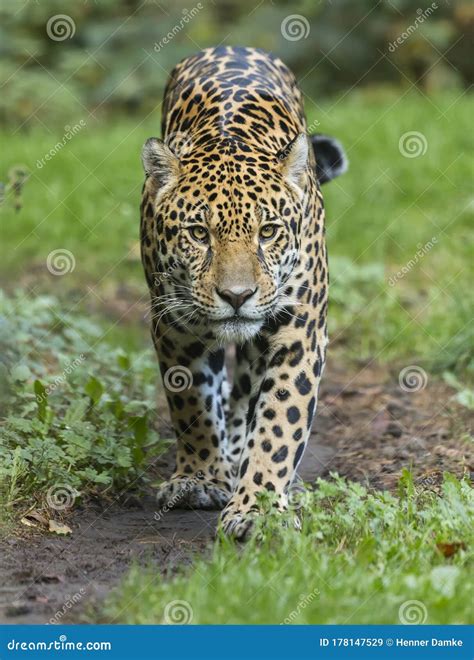 Frontal Close-up View of a Jaguar Stock Image - Image of close ...