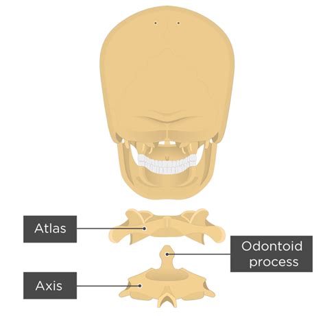 Axis Bone Anatomy | GetBodySmart