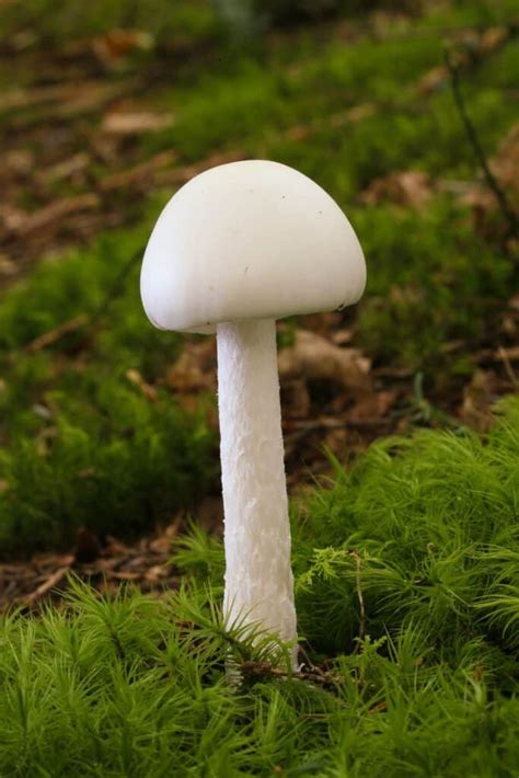 Destroying Angel: How To Identify This Deadly Mushroom - Mushroom Appreciation