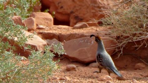 Red Rock Canyon Wildlife | Southwest Explorers