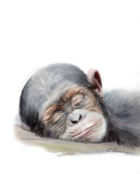 Chimpanzee Art Gift Sleeping Chimpanzee Art Print Watercolor - Etsy