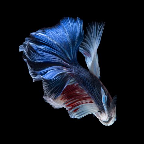 Blue betta fish 11557689 Stock Photo at Vecteezy