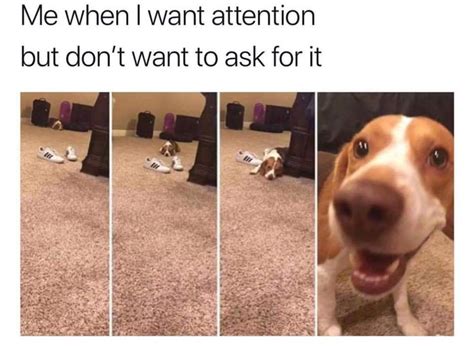 Attention pls | Cute funny dogs, Funny dog memes, Funny animals