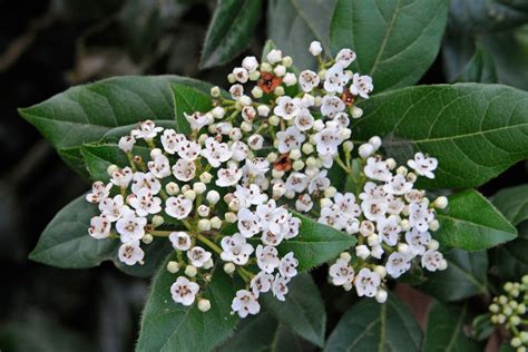 Viburnum tinus Plant Profile - BBC Gardeners World Magazine