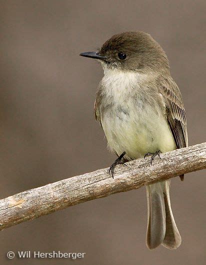 Eastern Phoebe | The Music of Nature | Backyard birds, Common birds, Bird life list