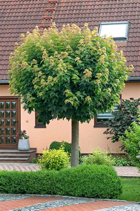 How to Grow and Care for Norway Maple Trees | Gardener’s Path