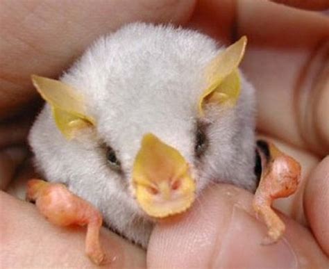 Top 10 Rare And Unusual Species of Bats