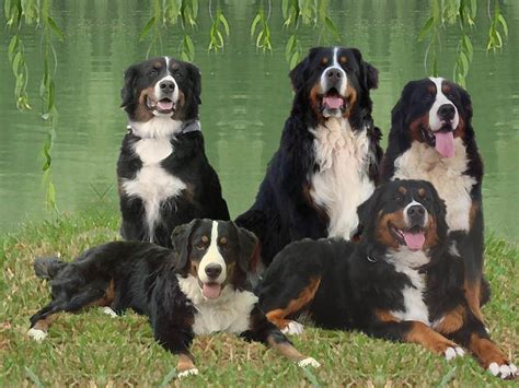 Bernese Mountain Dog Family by GiKlingbeil on DeviantArt