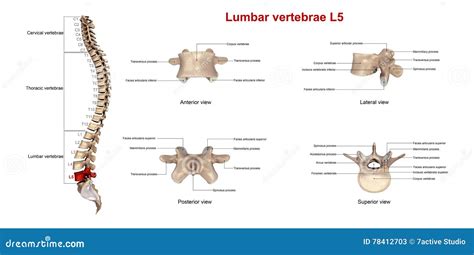 Lumbar Vertebrae Lateral View Stock Photo | CartoonDealer.com #81729222