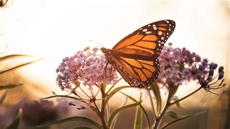 Download wallpaper 3840x2160 butterfly, flowers, macro, closeup 4k uhd 16:9 hd background