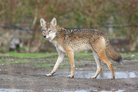 NJDEP| Fish & Wildlife | Coyote