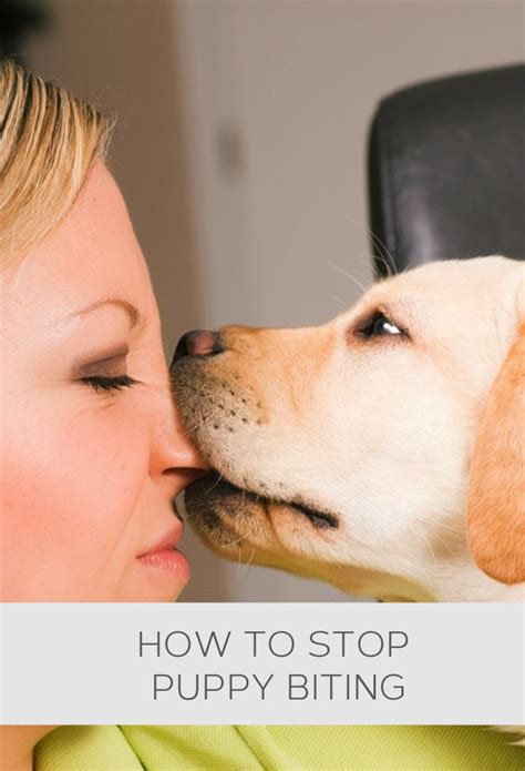 How to stop puppy biting #howto, #helpful, #useful, #tips, #advice | Puppy biting, Dog biting ...
