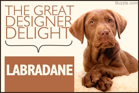 Labradane Size Chart: A Visual Reference of Charts | Chart Master