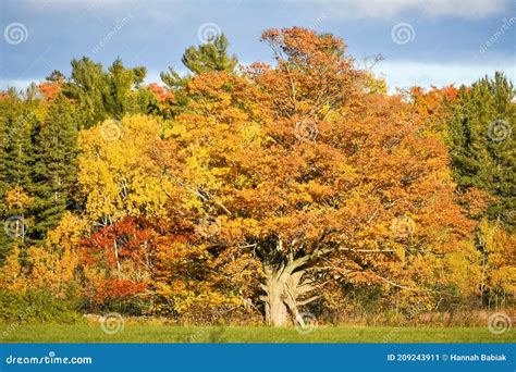 Beautiful Fall Orange Tree in Forest Stock Image - Image of orange ...