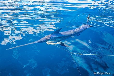 The Fish | Storied Seafood: California Swordfish | Aquarium of the Pacific