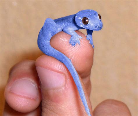 Blue Gecko | Cute reptiles, Animals, Animals beautiful