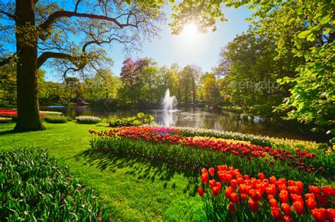 Keukenhof flower garden. Lisse, the Netherlands Stock Photo by Dmitry ...