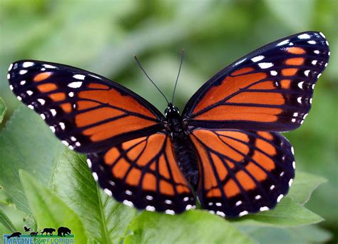 Viceroy Butterfly | Imagine Our Florida, Inc