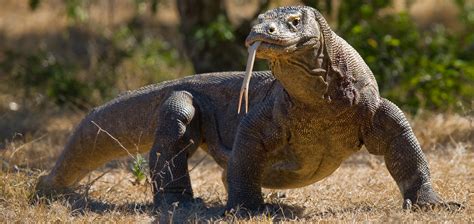 Ten Fierce Facts about Komodo Dragons