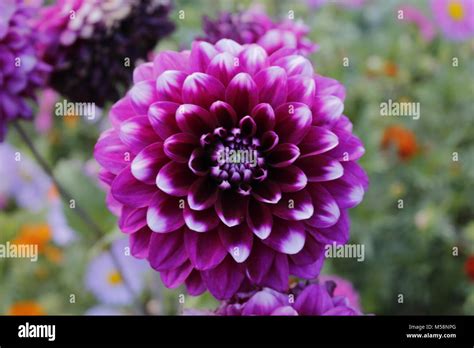 Delilah flower, Leh, India Stock Photo - Alamy