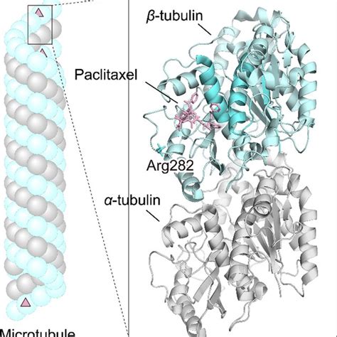 Structure of paclitaxel and docetaxel | Download Scientific Diagram