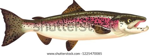 Salmon Fish Illustration Stock Illustration 1225470085