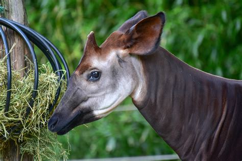 Okapi | The Maryland Zoo