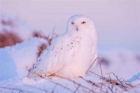 Owls in Minnesota (12 Species with Pictures) - Wild Bird World