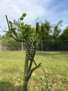 Eastern black swallowtail caterpillar on fennel | Gardening in the ...