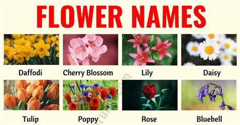 Flower Names: List of 25+ Popular Types of Flowers with the Pictures ...