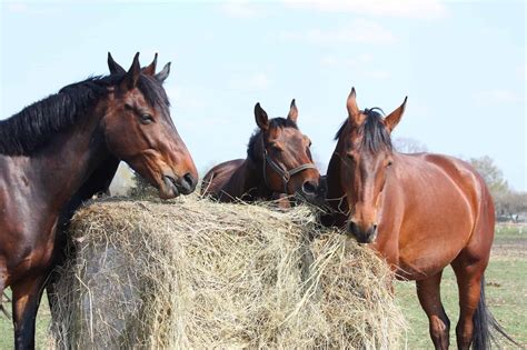 Hay Bales: Round vs Square