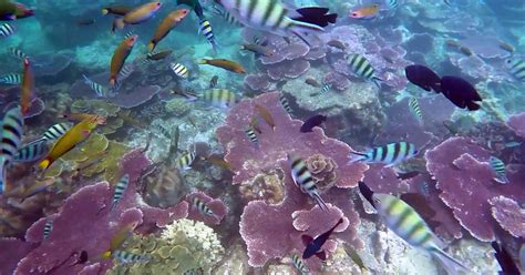 Pulau Tioman – diving one of Malaysia’s unspoilt islands