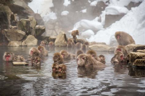 Monkeys in a hot spring: Jigokudani Monkey Park, Japan