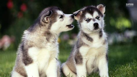 Husky Puppies Wallpapers - Top Những Hình Ảnh Đẹp