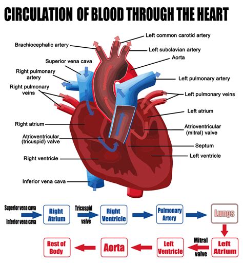 Circulation of blood through the heart (diagram) | School | Pinterest ...