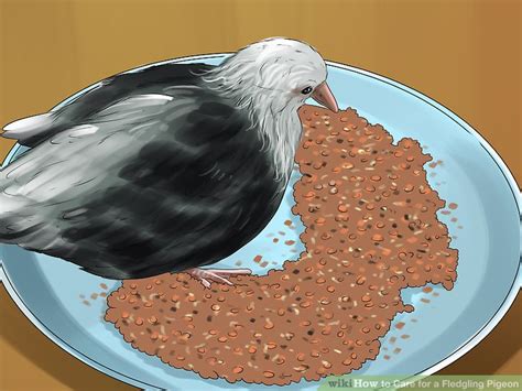 3 Ways to Care for a Fledgling Pigeon - wikiHow