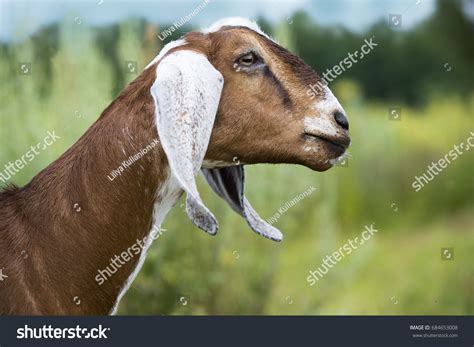 724 Anglo nubian goat Images, Stock Photos & Vectors | Shutterstock