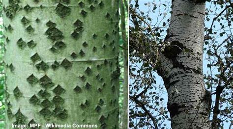 Young Poplar Tree Bark