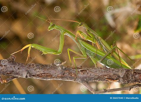 Mating praying mantis stock photo. Image of nature, animals - 36657040