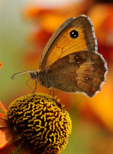 Gatekeeper butterfly | Beautiful butterflies, Butterfly, Butterfly on flower