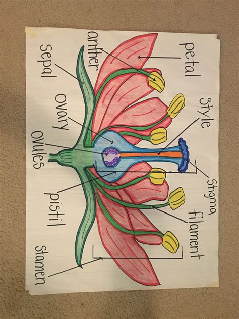 Parts of a flower | Parts of a flower, Biology diagrams, Diagram of a ...