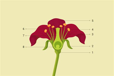 Draw And Label The Parts Of A Flower