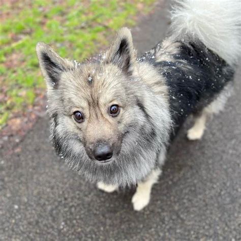 The Keeshond: Meet The Ancient Dutch Barge Dog of Your Dreams - K9 Web