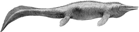 Tylosaurus proriger Mosasaur Fossil