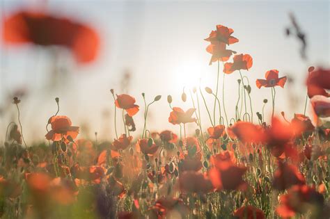 Poppy Field by enaruna on DeviantArt