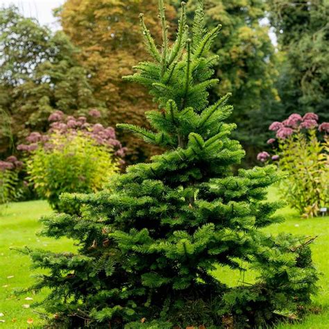 8 Types of Spruce Trees for Your Yard | The Family Handyman