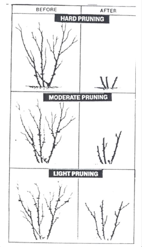 Pruning roses | Pruning roses, Rose plant care, Rose cuttings